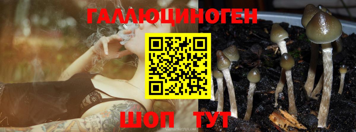 Шали  Псилоцибиновые грибы GOLDEN TEACHER  Вход с VPN 
